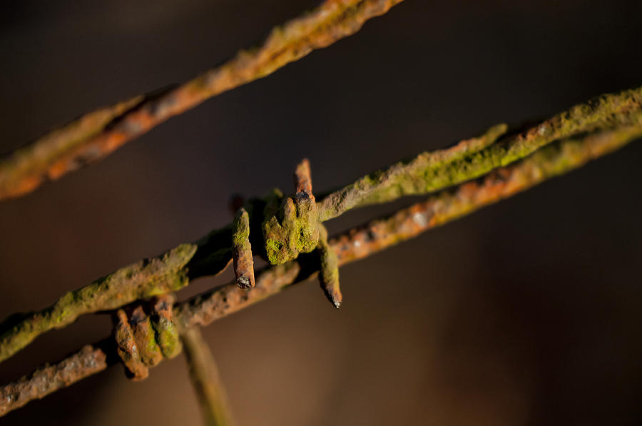 Rusty Old Barbed Wire Photograph by Wilma  Birdwell