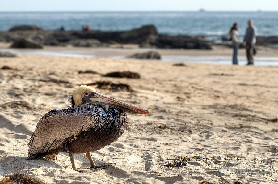 Rusty Pelican Photograph by Eddie Yerkish