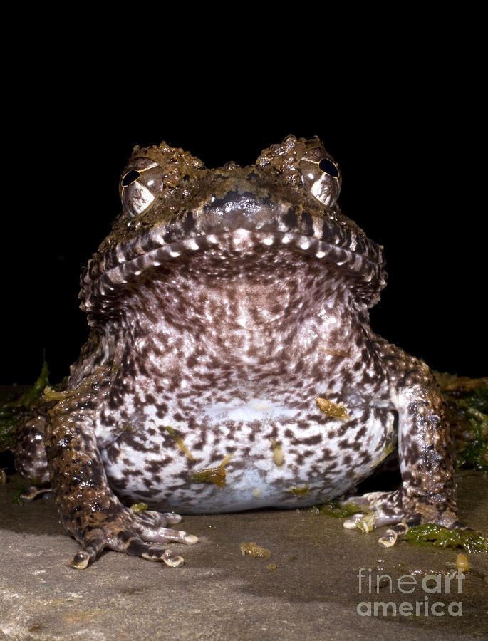 Animal Photograph - Rusty Robber Frog by Dante Fenolio