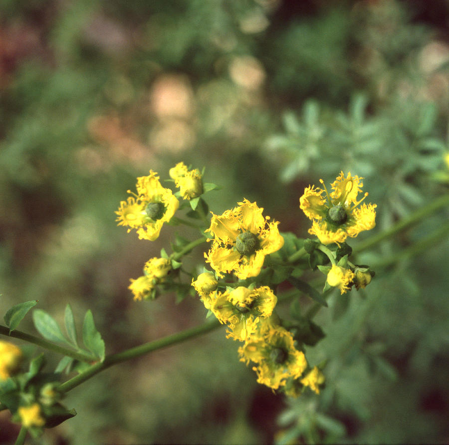 Ruta chalepensis or fringed rue Photograph by Paul Cowan