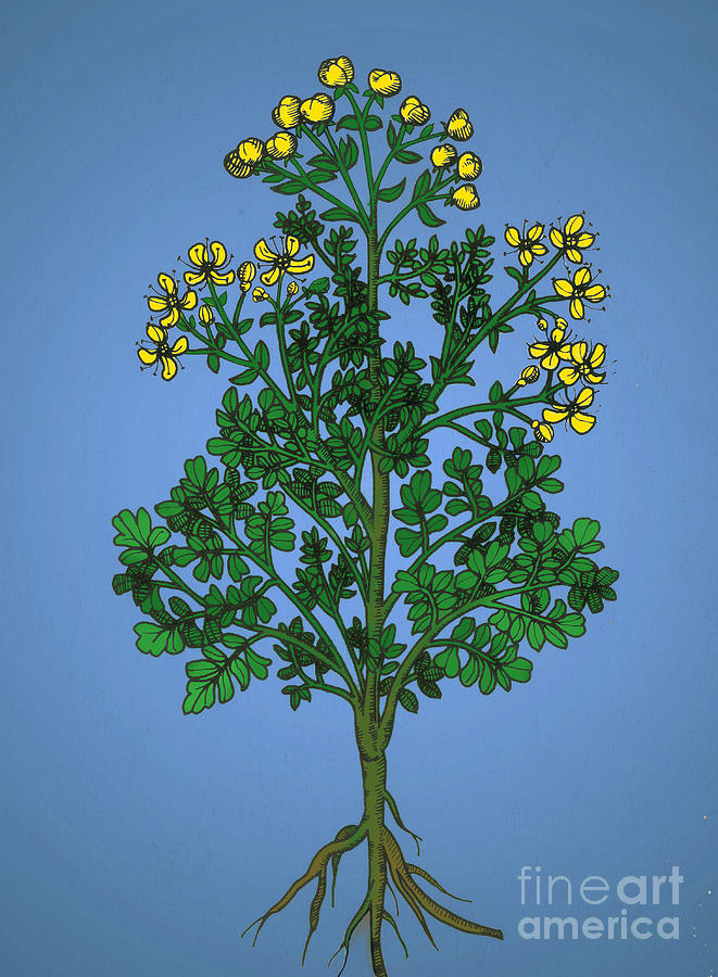 Ruta Graveolens, Alchemy Plant Photograph by Science Source
