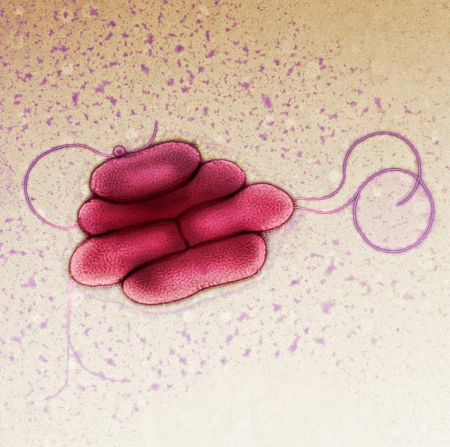 S Maltophilia Bacteria Tem Photograph By Centre For Infectionshealth   S Maltophilia Bacteria Tem Centre For Infectionshealth Protection Agency 