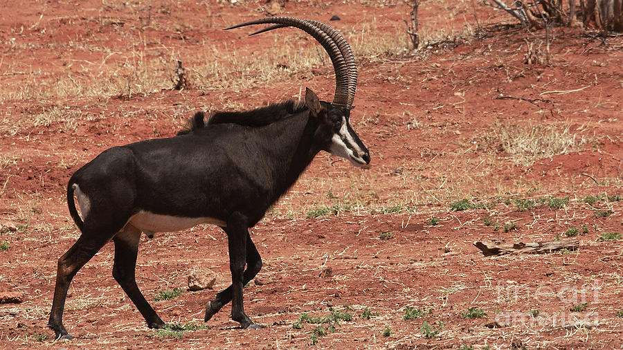 Sable antelope - male Photograph by Mareko Marciniak