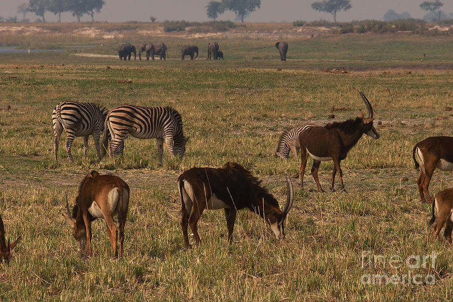 Sable antelope with zebra and elephants Photograph by Mareko Marciniak