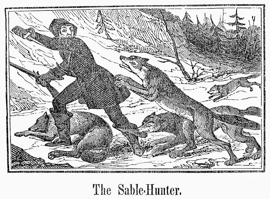Wolves Photograph - Sable Hunter, 1841 by Granger