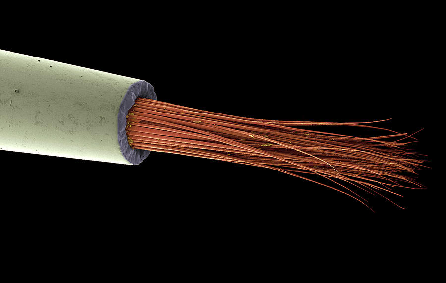Sable Paintbrush Tip, Sem Photograph by Science Photo Library Sable Paintbrush Tip, Sem Photograph by Science Photo Library