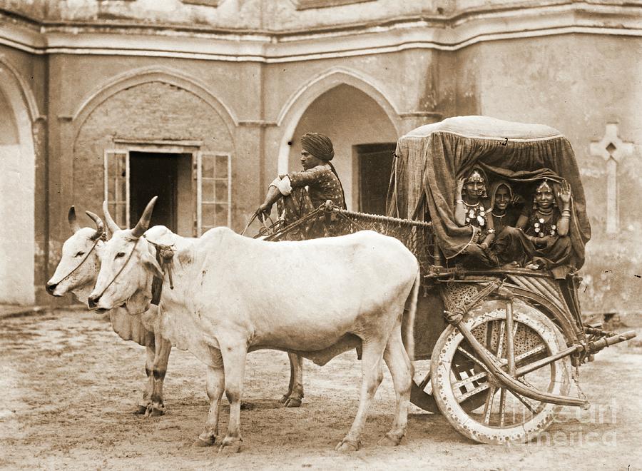 Sacred Bullocks Pulling Carriage of Nautch Girls 1922 Photograph by Padre Art