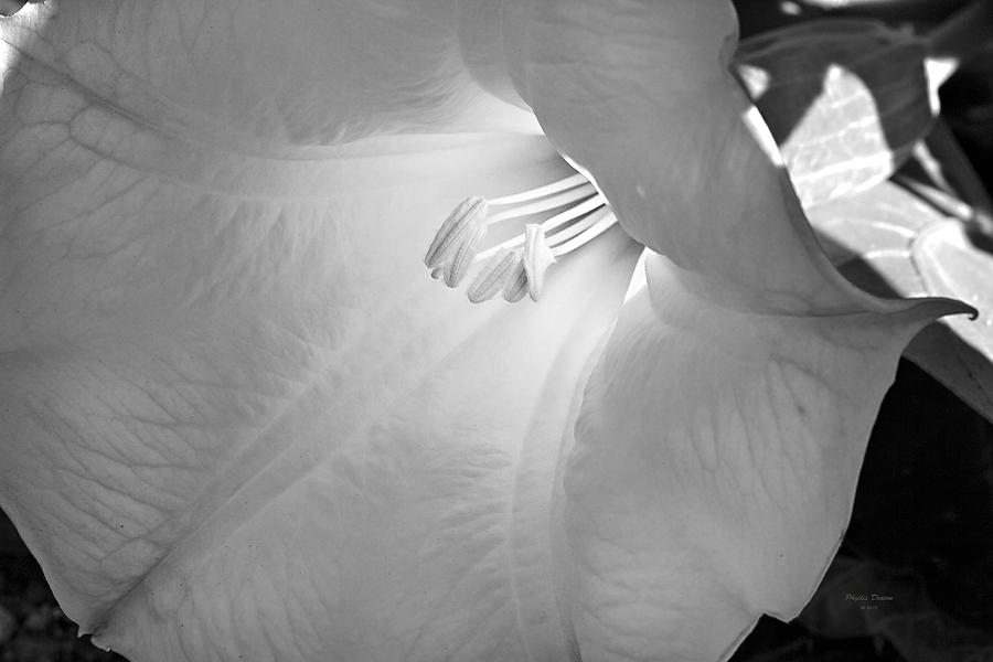 Sacred Datura Black And White Photograph by Phyllis Denton