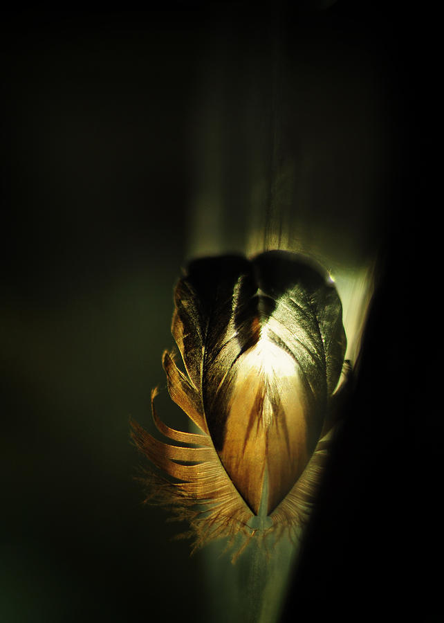 Feather Still Life Photograph - Sacred Heart by Rebecca Sherman