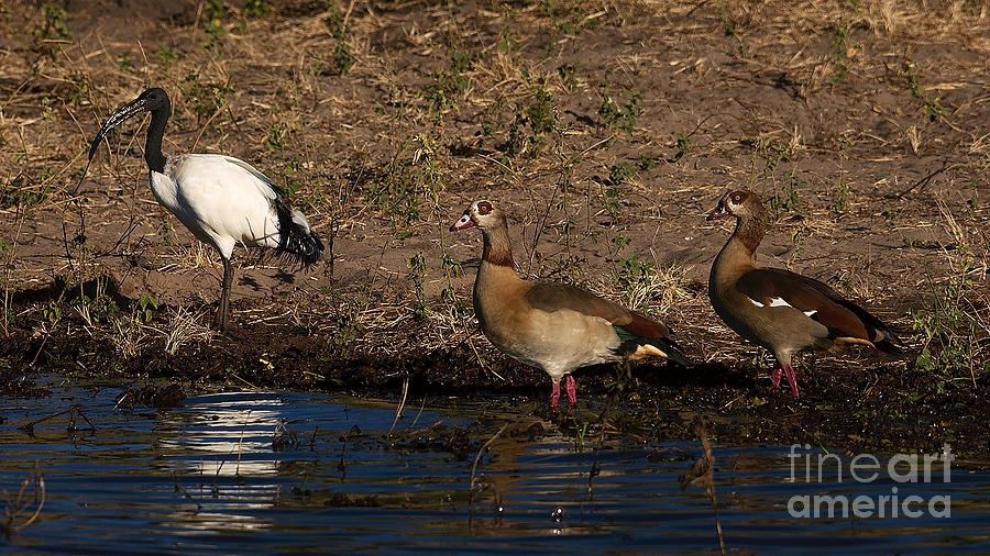 Sacred Ibis and Egyptian Goose Photograph by Mareko Marciniak