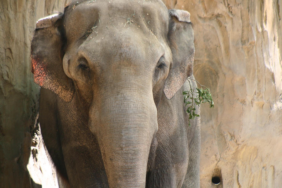 Sad Elephant Photograph by Kym Backland