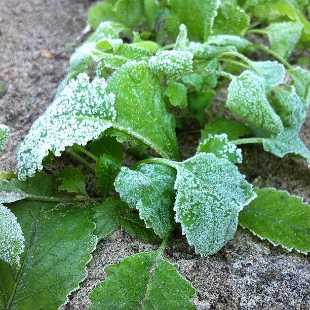 Sad: Frost On My New Kale Leaves Photograph by Euclydes Santos