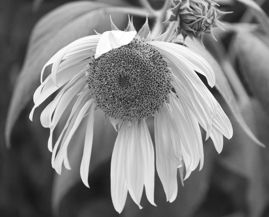 Sad Sunflower Black and White Photograph by James BO Insogna