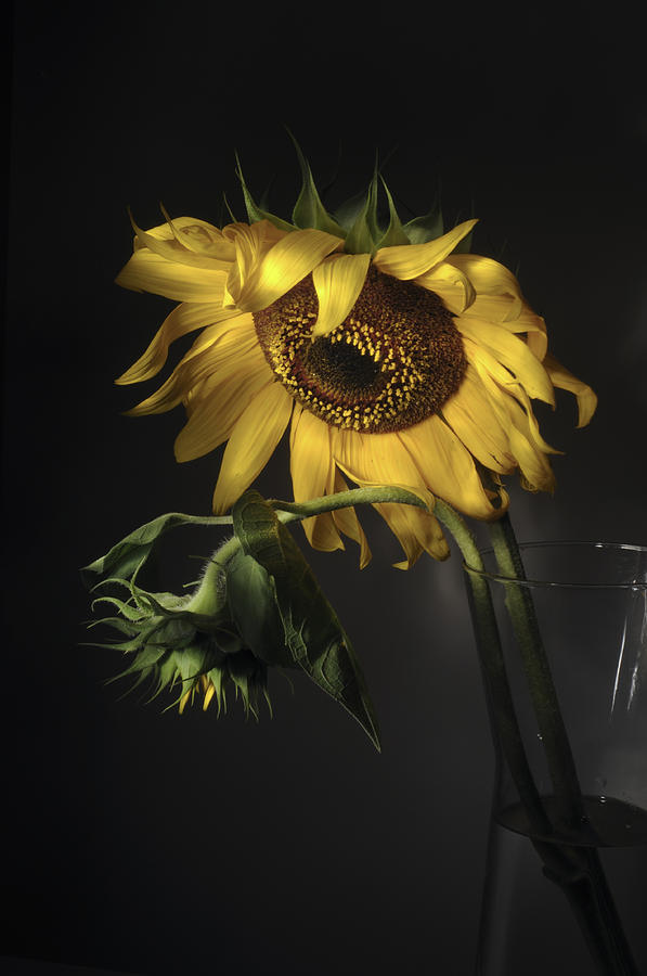 Sad Sunflower Photograph by Ksenija Spanec