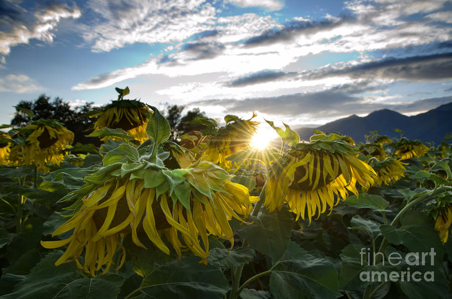 Sad sunflowers Photograph by Mats Silvan