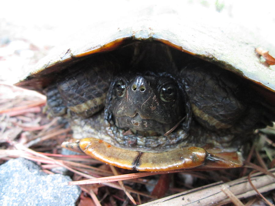 Sad Turtle Photograph by Sheree Boyd - Fine Art America