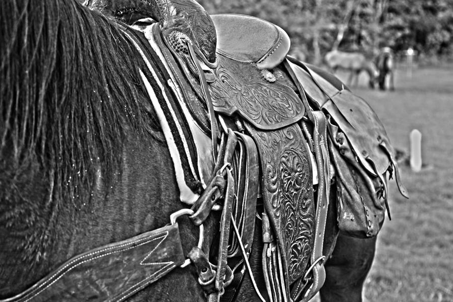 Saddle up Photograph by Toni Hopper
