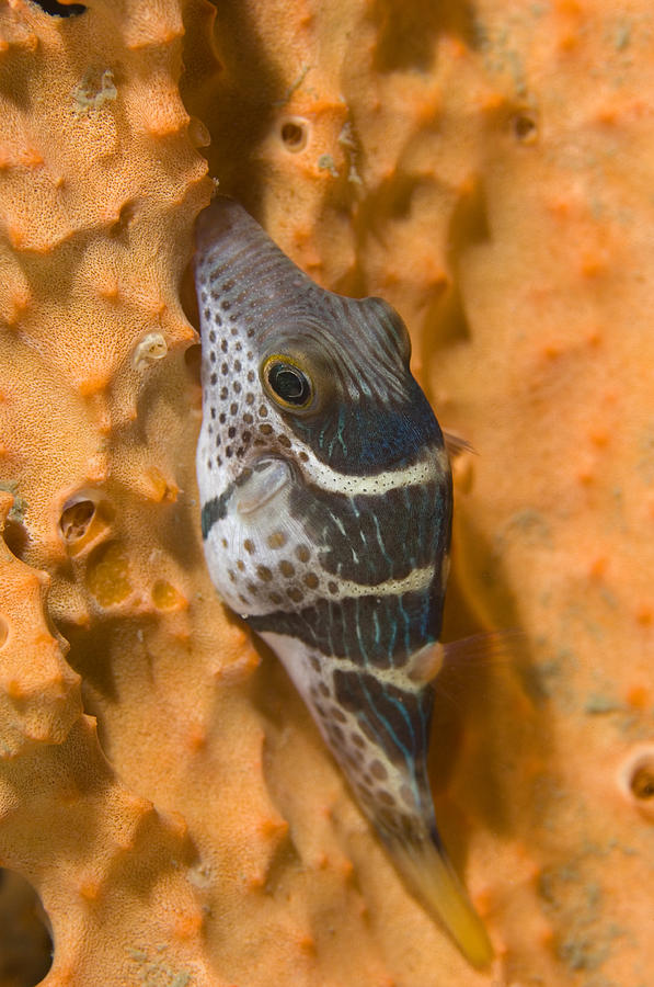 Saddled Puffer Fish Photograph by Matthew Oldfield - Fine Art America