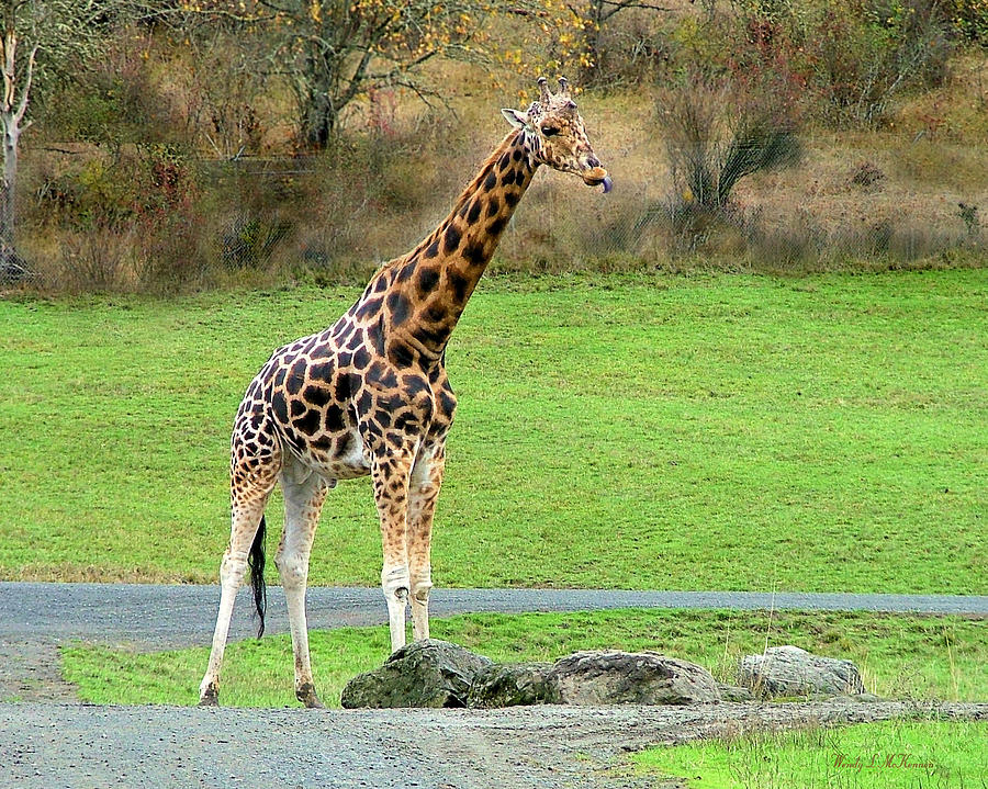 Safari Giraffe Photograph by Wendy McKennon