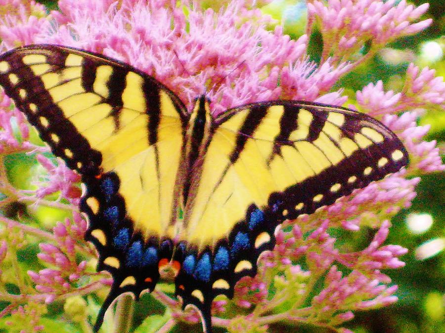 Butterfly Photograph - Safe Landing - Butterfly and Flowers by Susan Carella