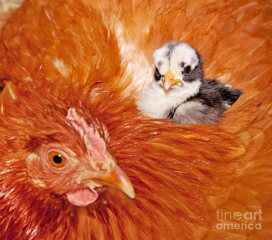 Safety of Mama Hen Photograph by Sari ONeal