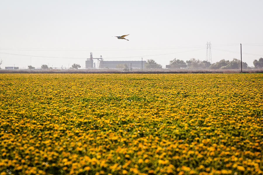 Agriculture Photograph - Safflower and Egret by Chris Fullmer
