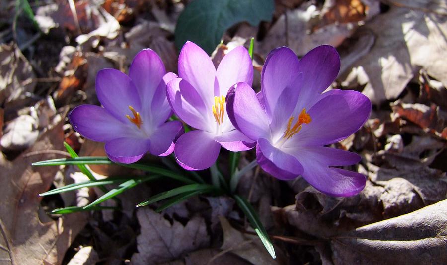 Spring Photograph - Saffron Crocus - Horizontal by Angela Hansen
