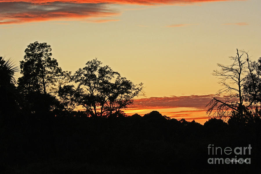 Saffron Sunset Photograph by Terri Mills