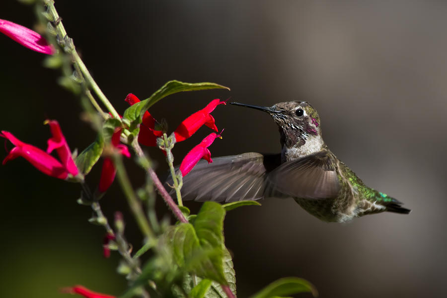 Sage And The Humming Bird Photograph by Roger Mullenhour