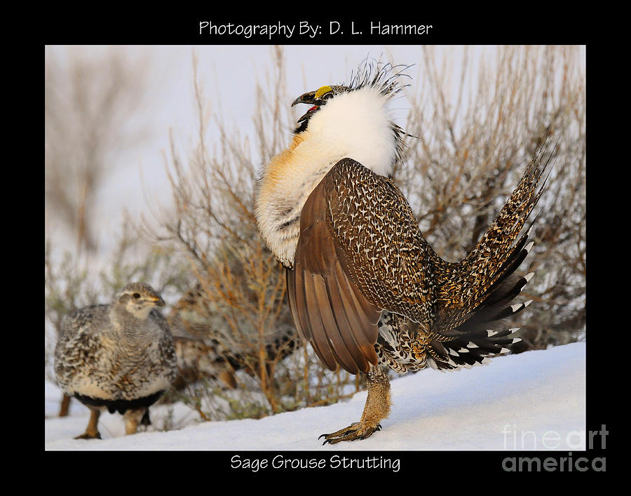 Sage Grouse Strutting Photograph by Dennis Hammer