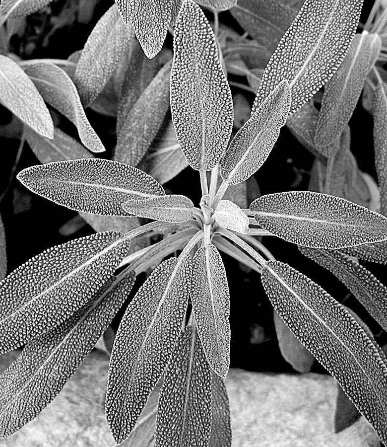Sage Leaves Photograph by Life Makes Art