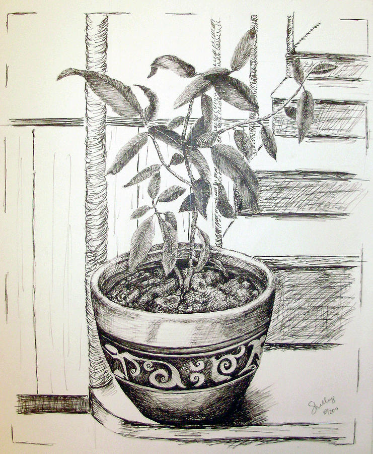 Sage Drawing by Shelley Bain