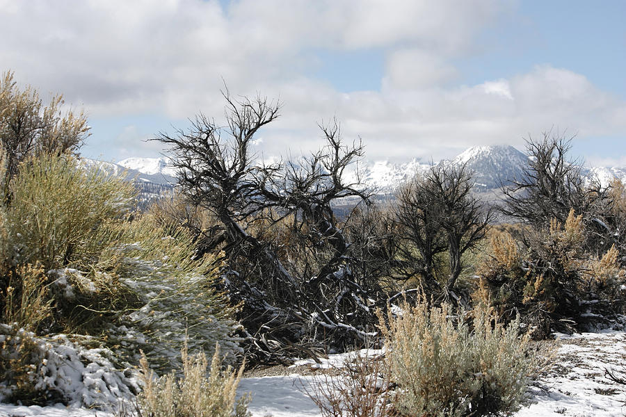 Sagebrush and Snow Photograph by Wes and Dotty Weber