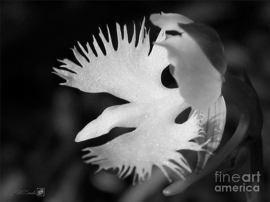 Sagi-so or Crane Orchid named Japanese Egret Flower Photograph by J McCombie
