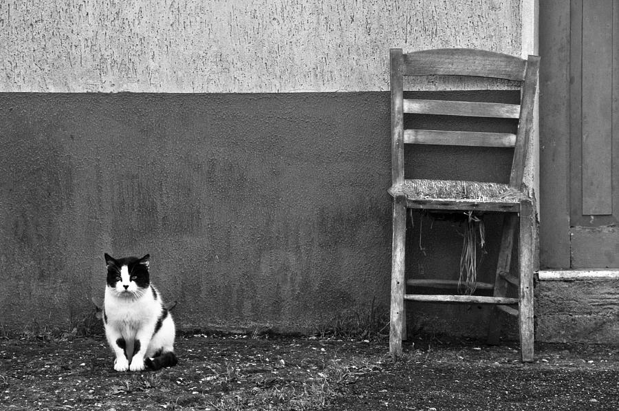Cat Photograph - Sagittario 16.10.2010 13.53 by Alessandro De Matteis