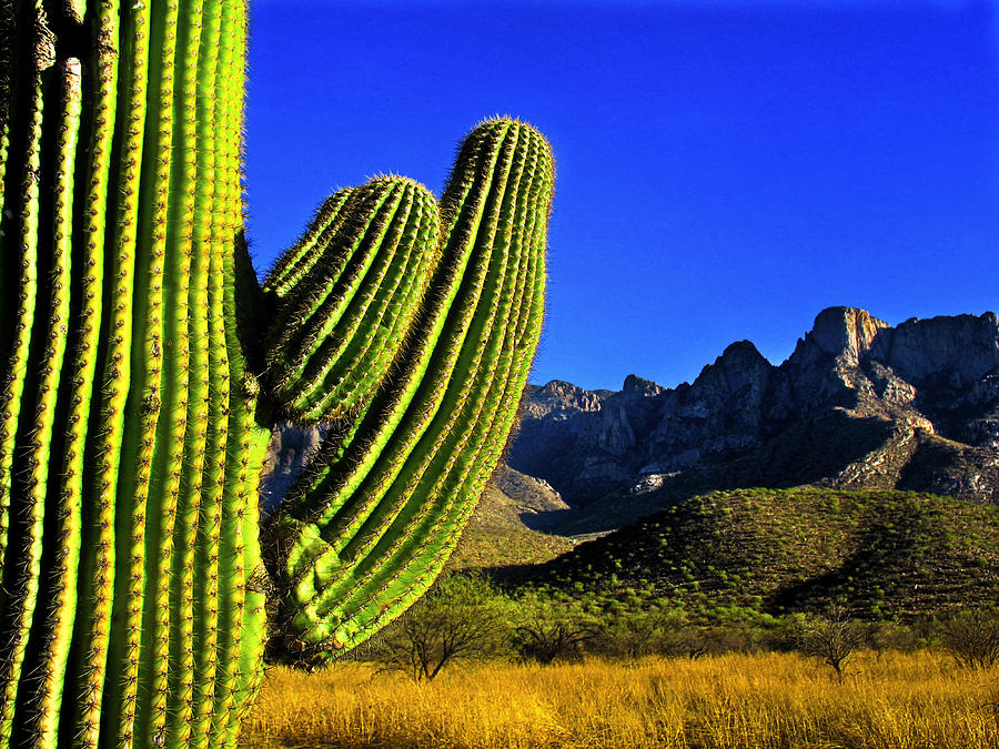Saguaro and Catalina Mountains Photograph by Jim Moore