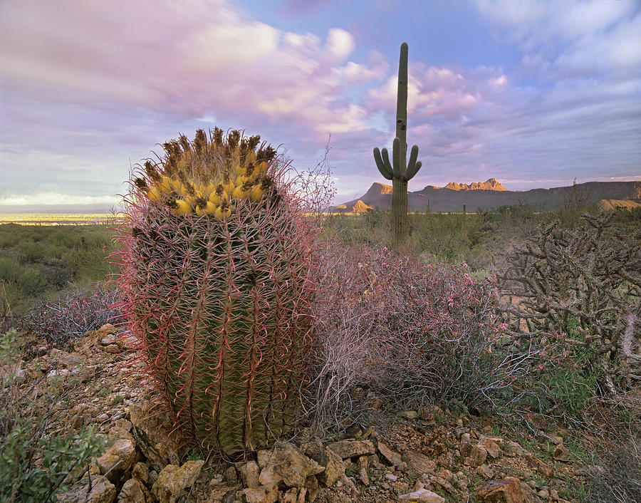 Saguaro And Giant Barrel Cactus Photograph by Tim Fitzharris