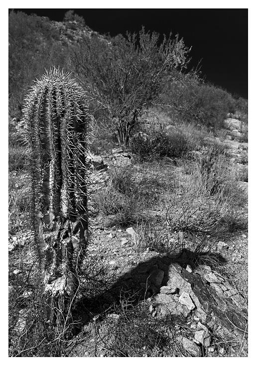 Saguaro and Shadow- White Tanks Mountains Photograph by Luke Parsons ...