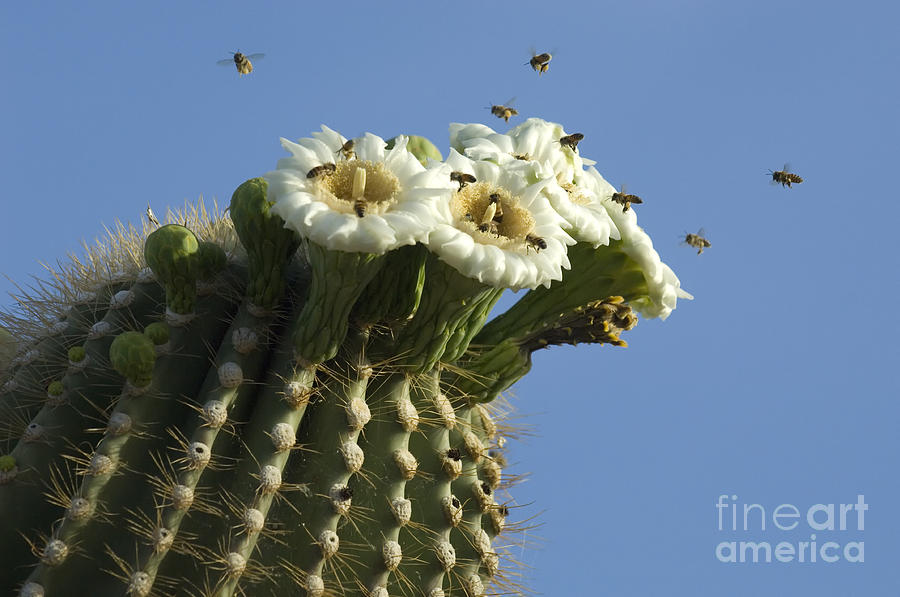 Saguaro Attracting Bees Photograph by Bob Christopher