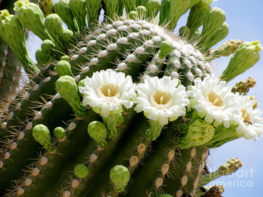 Saguaro Blooms ll Photograph by Marilyn Smith