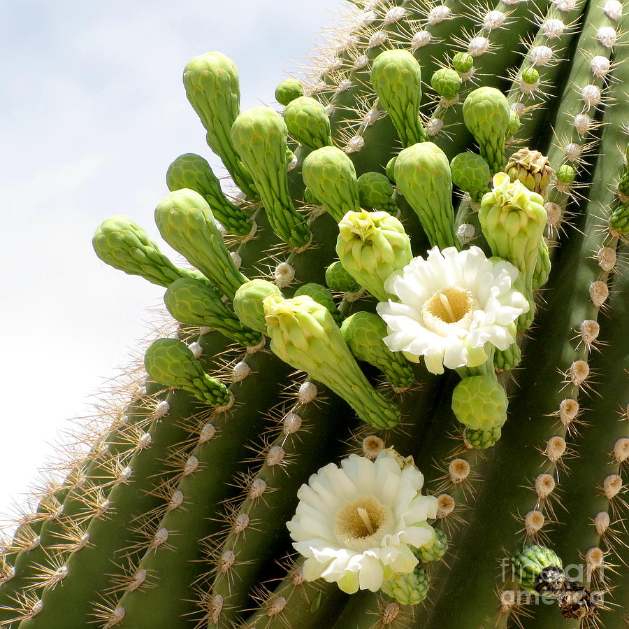 Saguaro Blooms Photograph by Marilyn Smith