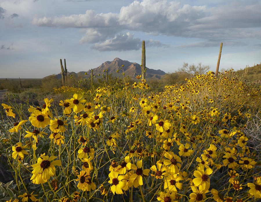 Flower Photograph - Saguaro Cacti And Brittlebush by Tim Fitzharris