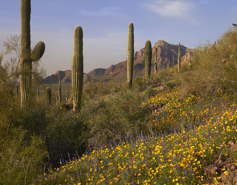 Saguaro Cacti And California Poppy Photograph by Tim Fitzharris