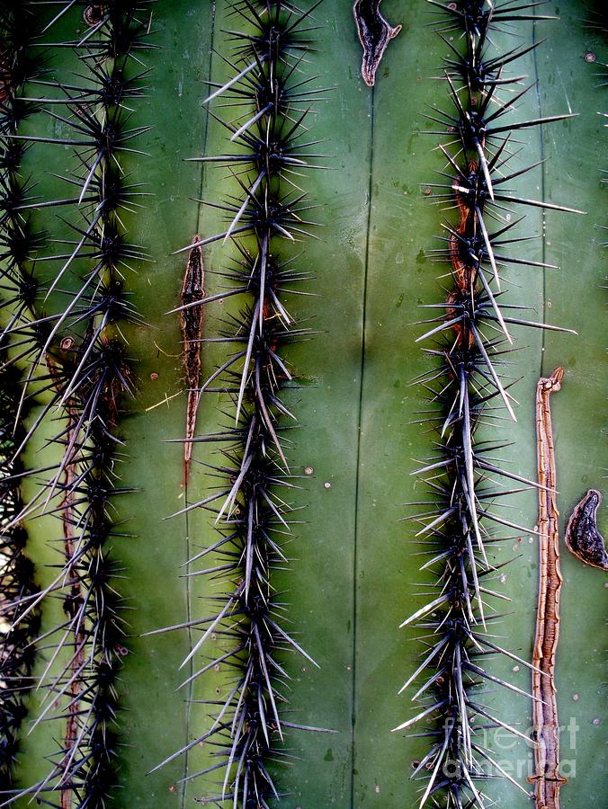 Saguaro Cactus  2 Photograph by Tatyana Searcy