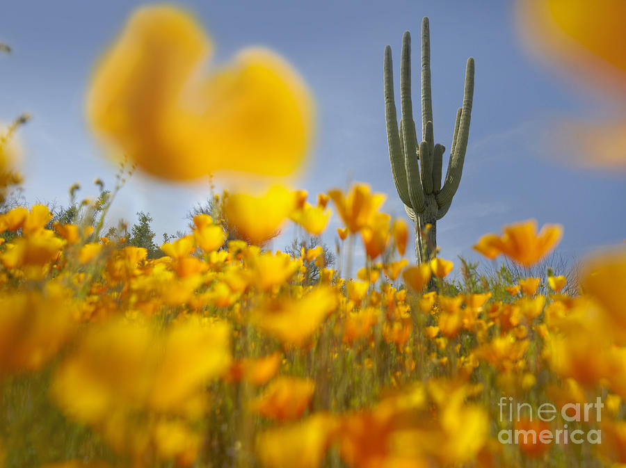 Saguaro Cactus And California Poppies Photograph by Tim Fitzharris