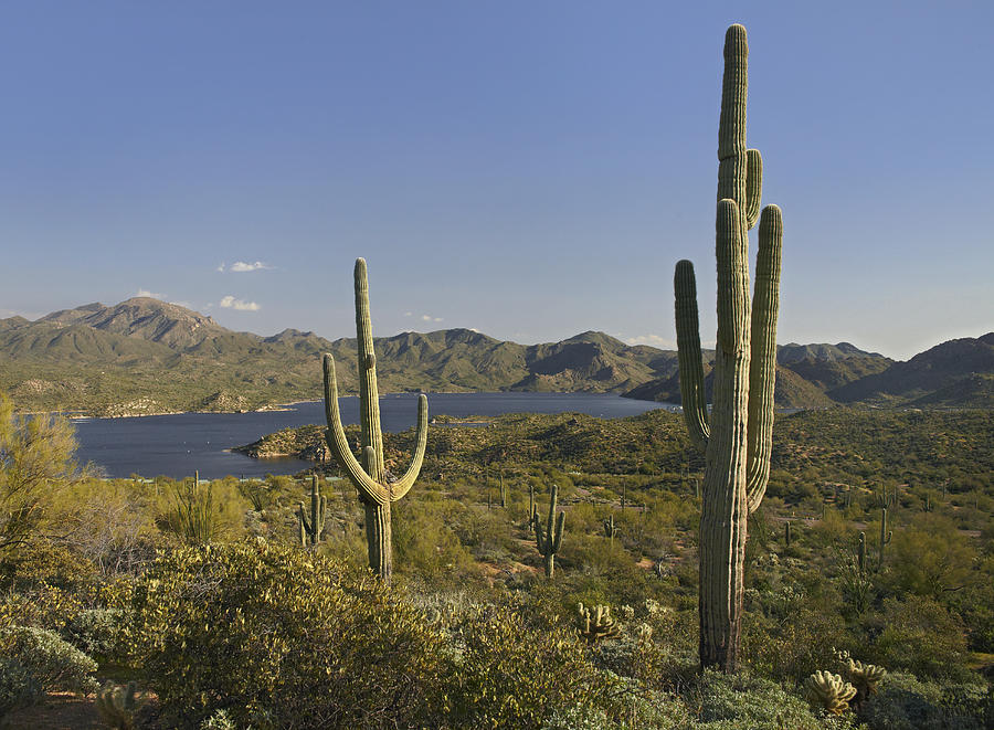 Saguaro Cactus At Bartlett Lake Arizona Photograph by Tim Fitzharris