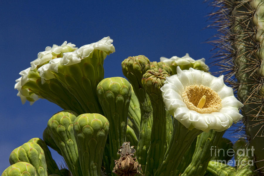 Flower Photograph - Saguaro Cactus Blooms by James BO Insogna