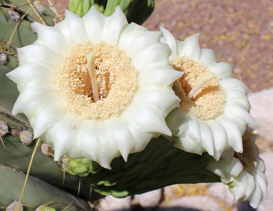 Flower Photograph - Saguaro Cactus Flowers by Kume Bryant