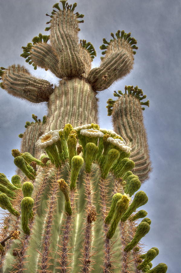 Saguaro Cactus in Bloom Photograph by Tracey Hunnewell