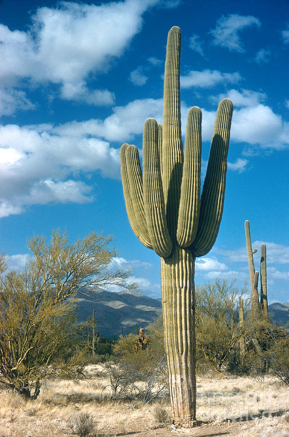 Saguaro Cactus Photograph by Photo Researchers, Inc.